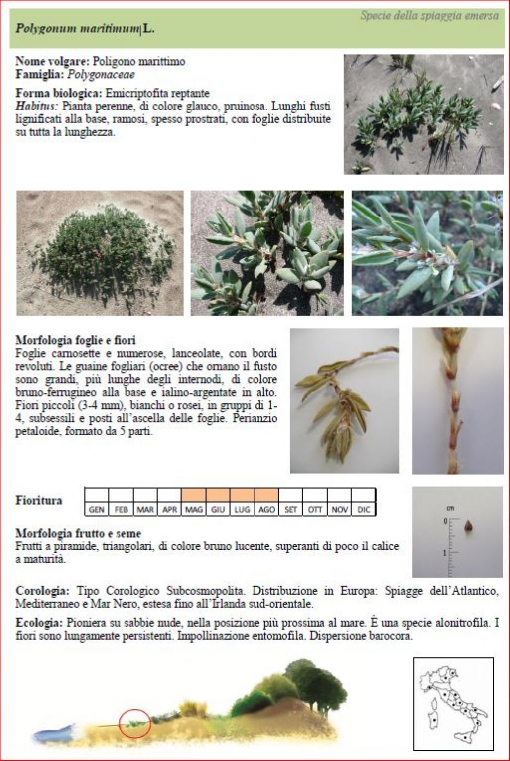 Vuoto di memoria... Polygonum maritimum